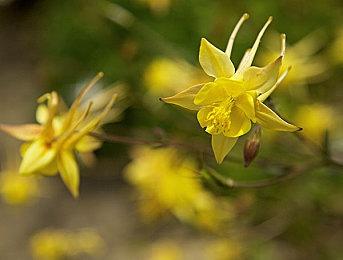 任天堂内部文件泄露神游版NGC能播放DVD